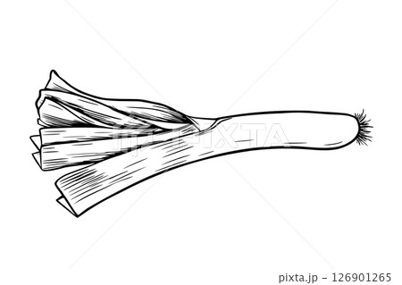 Leek vegetable hand drawn black and white outline vector illustration. Minimalist root vegetable sketch with long stalks and leaves. Graphic line art of fresh leek for farm to table labels, packaging. 126901265