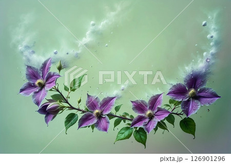 delicate purple clematis from above on plain background delicate purple clematis from above on plain background 126901296