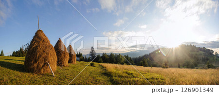 Serene landscape featuring traditional haystacks standing tall on grassy meadow. Scene bathed in warm light of setting sun, with backdrop of rolling hills and distant forest under clear, blue sky. 126901349