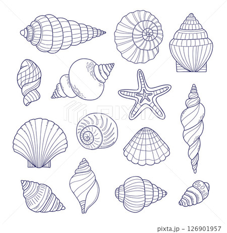 Outline Shell collection. Isolated underwater sea conch. linear hand drawing doodle on white background. Vector illustration 126901957