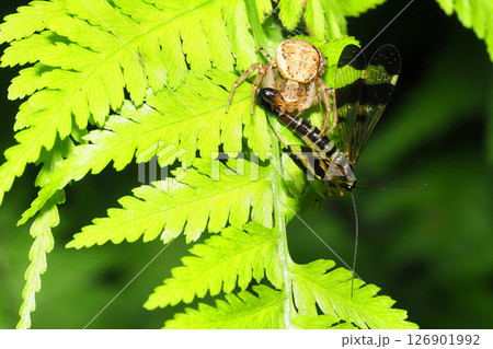 シリアゲムシの一種を捕まえたカニグモの一種 126901992