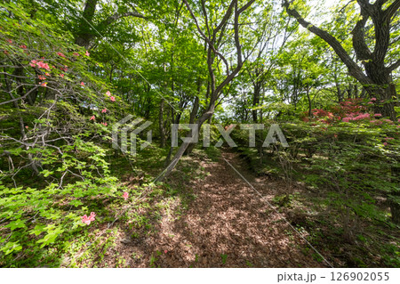 栃木県那須高原 新緑の中の山道を歩く 栃木県那須高原 新緑の中の山道を歩く 126902055