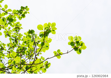 栃木県那須高原 新緑の木々と太陽の光と差し込む光 126902064