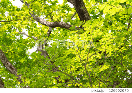 栃木県那須高原 新緑の木々と太陽の光と差し込む光 栃木県那須高原 新緑の木々と太陽の光と差し込む光 126902070