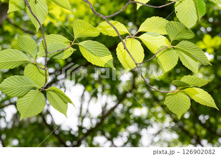 栃木県那須高原 新緑の木々と太陽の光と差し込む光 栃木県那須高原 新緑の木々と太陽の光と差し込む光 126902082