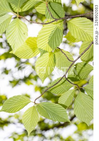 栃木県那須高原 新緑の木々と太陽の光と差し込む光 栃木県那須高原 新緑の木々と太陽の光と差し込む光 126902083