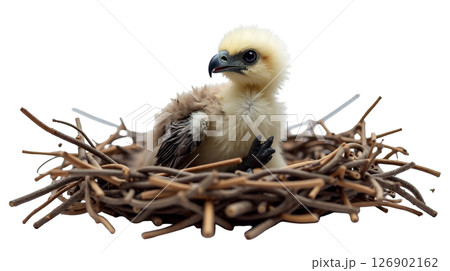 A fluffy baby eagle chick sits alone in its rough stick nest, with its curved beak slightly open and one large talon visible. This moment captures the vulnerability of the young bird. 126902162