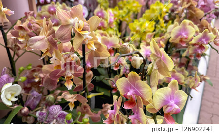 A vibrant collection of colorful orchids 126902241