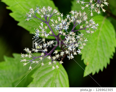 清楚な青い花　アジサイ科コアジサイの開花 126902305