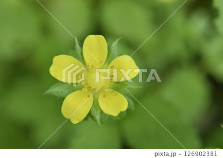 ヘビイチゴ 126902381