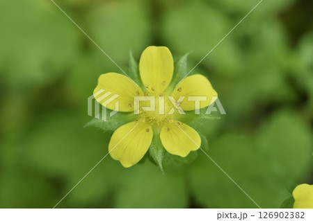 ヘビイチゴの花 126902382