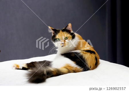 Tricolor cat is lying on the bed in the bedroom 126902557