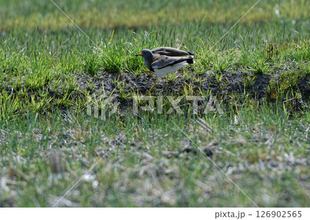 野鳥観察 チドリ科ケリ 野鳥観察 チドリ科ケリ 126902565