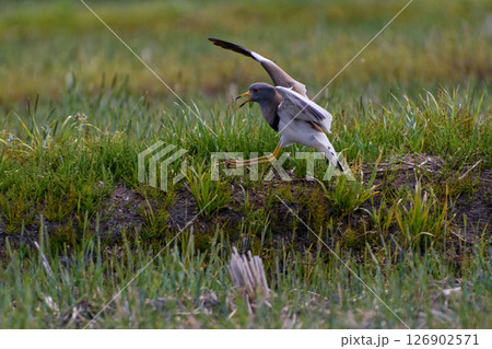 野鳥観察　チドリ科ケリ 126902571