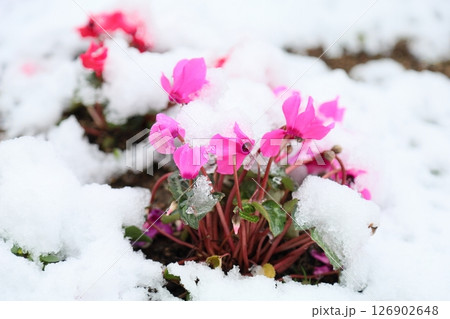 雪の日 シクラメンの花 雪の日 シクラメンの花 126902648