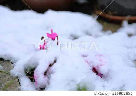 雪の日　シクラメンの花 126902650