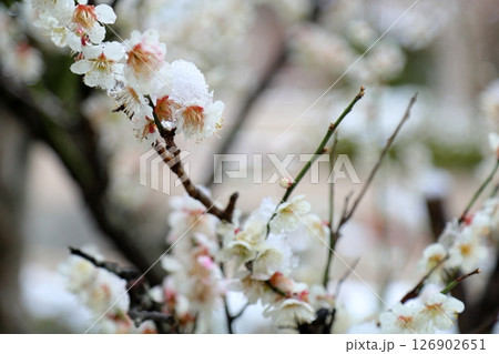 雪の日 梅の花 雪の日 梅の花 126902651