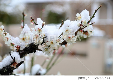 雪の日　梅の花 126902653