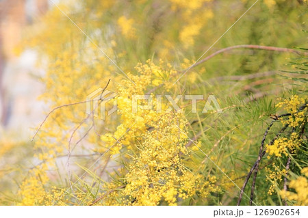 明るい アカシアの花 明るい アカシアの花 126902654