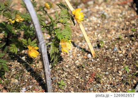 明るい フクジュソウの花 明るい フクジュソウの花 126902657