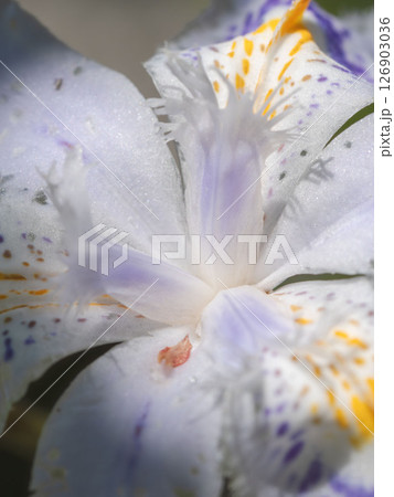 木陰に咲くシャガの花のマクロ撮影07 126903036