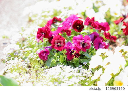 可愛い ビオラの花 可愛い ビオラの花 126903160