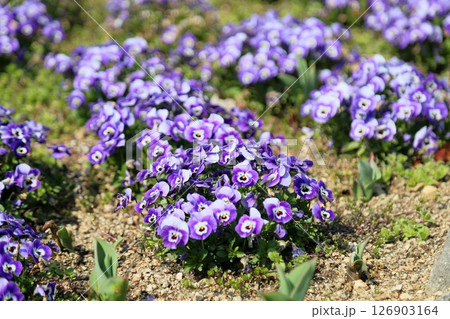 可愛い　ビオラの花 126903164