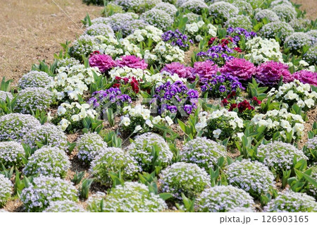 可愛い　ビオラの花 126903165