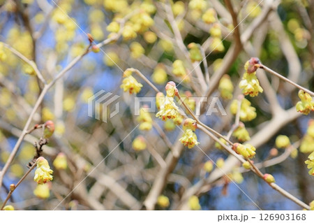 土佐水木の花 126903168