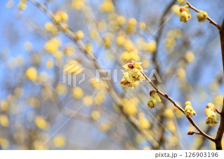 可愛い 土佐水木の花 可愛い 土佐水木の花 126903196