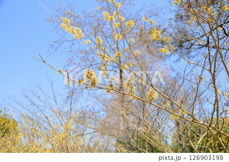 マンサクの花 126903198