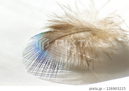 color bird feather lying on the white paper 126903225