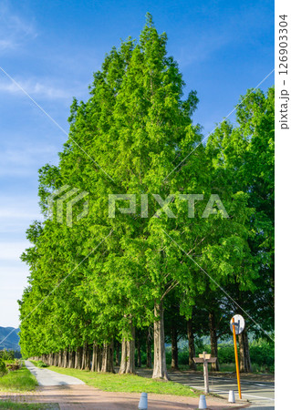 新緑のメタセコイア並木(マキノ高原へのアプローチ)アケボノスギ 滋賀県高島市マキノ町沢 新緑のメタセコイア並木(マキノ高原へのアプローチ)アケボノスギ 滋賀県高島市マキノ町沢 126903304