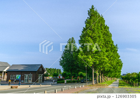 新緑のメタセコイア並木(マキノ高原へのアプローチ)アケボノスギ 滋賀県高島市マキノ町沢 新緑のメタセコイア並木(マキノ高原へのアプローチ)アケボノスギ 滋賀県高島市マキノ町沢 126903305