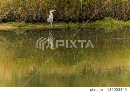 溜池の秋景色 秋色の池に佇むアオサギ 溜池の秋景色 秋色の池に佇むアオサギ 126903349