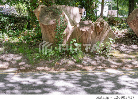 Sunlight shines on the surface of the Tree stump through the gaps between branches and leaves. Sunlight shines on the surface of the Tree stump through the gaps between branches and leaves. 126903417