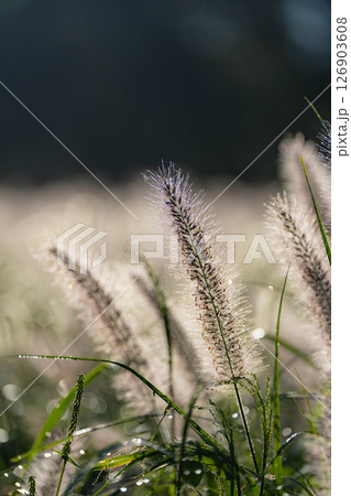 【植物素材】朝日を浴びるチカラシバ【静岡県】 126903608