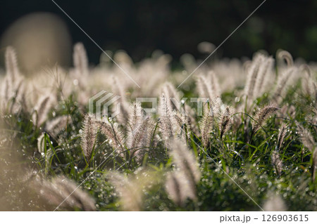 【植物素材】朝日を浴びるチカラシバ【静岡県】 126903615