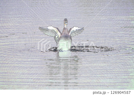 ”羽ばたくカルガモ” イラストイメージ  ”羽ばたくカルガモ” イラストイメージ 126904587