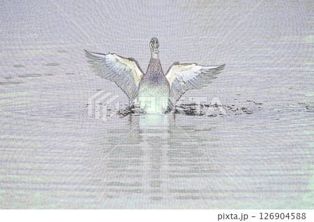 ”羽ばたくカルガモ” イラストイメージ  ”羽ばたくカルガモ” イラストイメージ 126904588