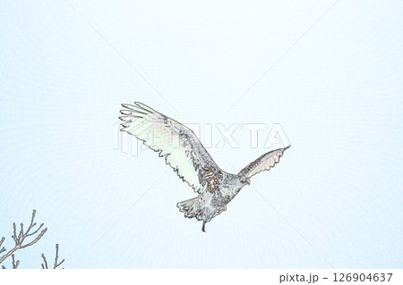 ”飛翔するオジロワシ”　イラストイメージ 126904637