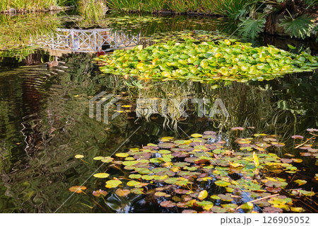 Reflection in the lily pond - Hobart 126905052