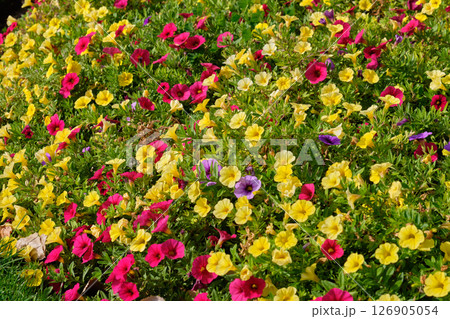 Seaside petunia - Hobart 126905054