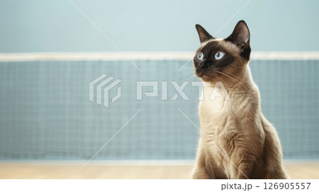 A curious Siamese cat sitting gracefully, showcasing its beautiful eyes and sleek fur, set against a serene indoor backdrop. 126905557
