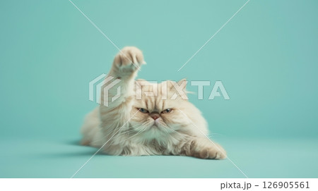 A cute, fluffy Persian cat striking a playful pose against a vibrant teal background, showcasing its charming personality. 126905561