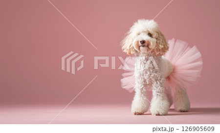 A cute poodle wearing a pink tutu against a soft pink background, showcasing playful pet fashion and charm. 126905609