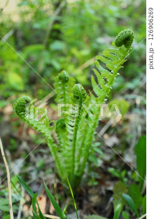 Young shoots of green fern in the forest. 126906269