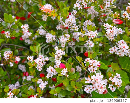 モッコクモドキ アオスジアゲハ モッコクモドキ アオスジアゲハ 126906337