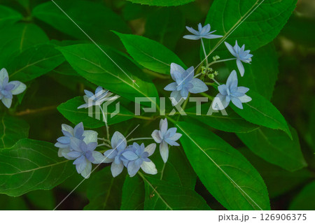 山紫陽花 七段花 126906375