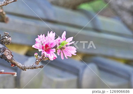 ピンクのハナモモ(キクモモ)の花(春、四月) ピンクのハナモモ(キクモモ)の花(春、四月) 126906686